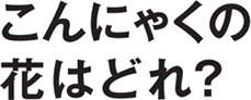 こんにゃくの花はどれ？