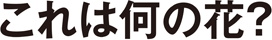 これは何の花？