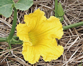 これは何の花？