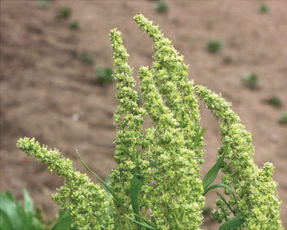 これは何の花？