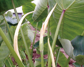 これは何の花？