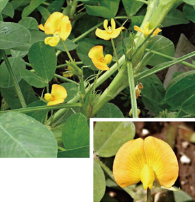 これは何の花？