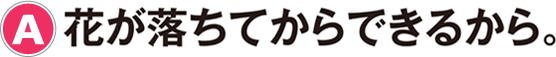 A：花が落ちてからできるから。