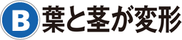 B：葉と茎が変形