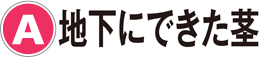 A：地下にできた茎