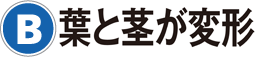 B：葉と茎が変形