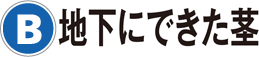 B：地下にできた茎