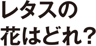 レタスの花はどれ？